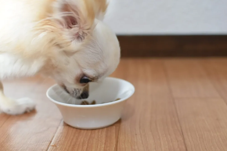 優格對狗的好處