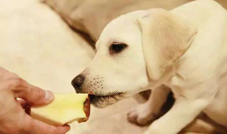 狗狗吃薑安全嗎 狗狗吃薑安全嗎