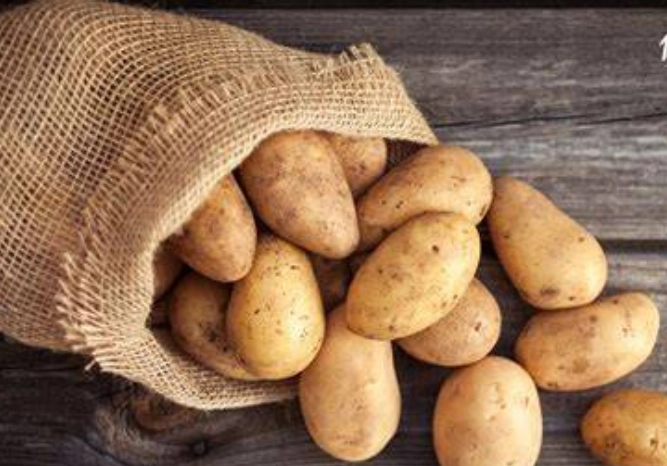 貓咪食物禁忌 貓咪食物禁忌