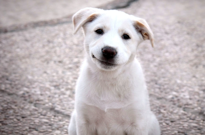 杏仁果對狗的影響