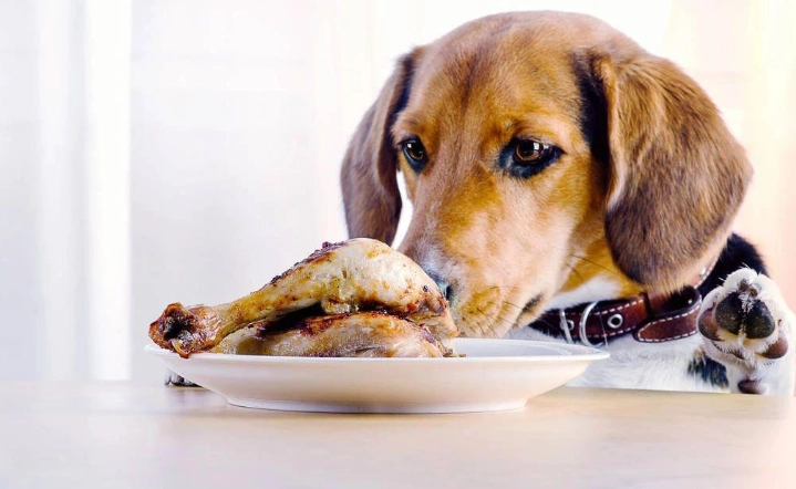 魷魚對狗狗有害嗎 魷魚對狗狗有害嗎