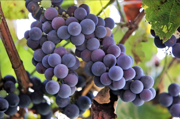 葡萄對狗毒性 葡萄對狗毒性