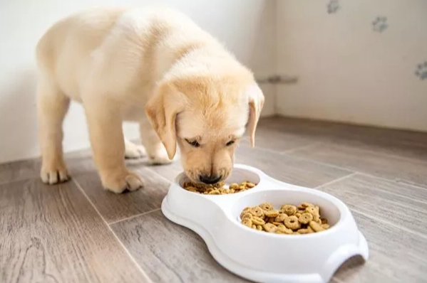 狗消化系統健康