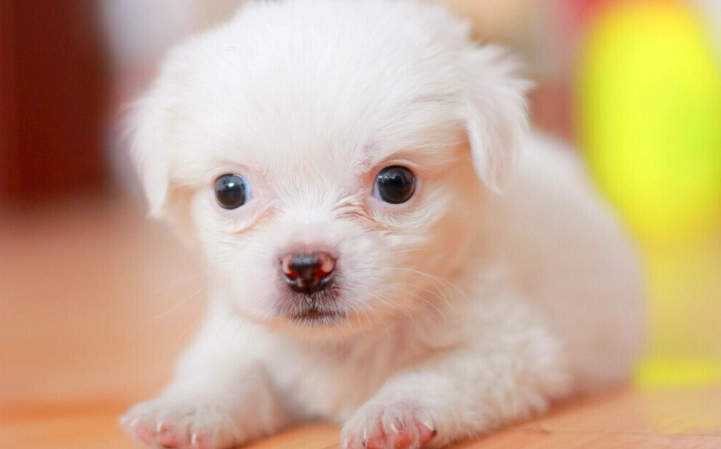 狗狗食車厘茄安全