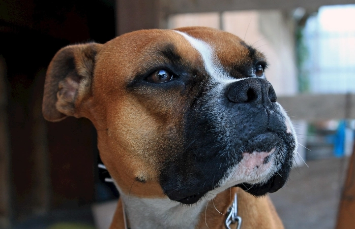 狗狗水果餵食建議