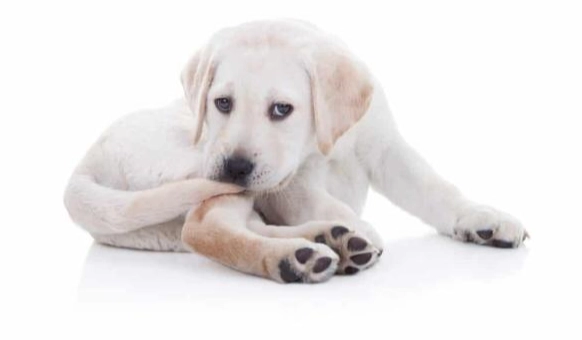 狗狗补钙食品 狗狗补钙食品