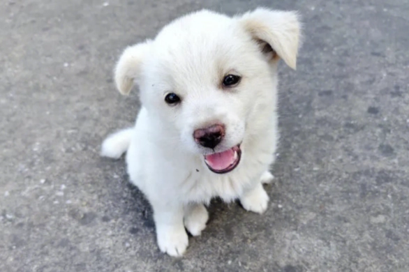 狗狗一直喝水不吃飯原因