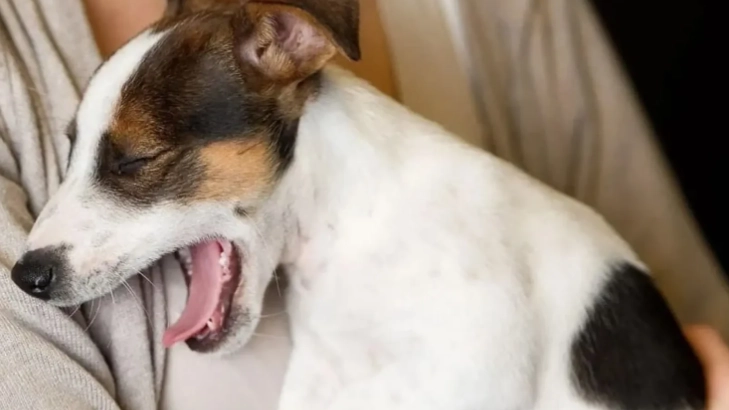 狗狗嚶嚶叫原因