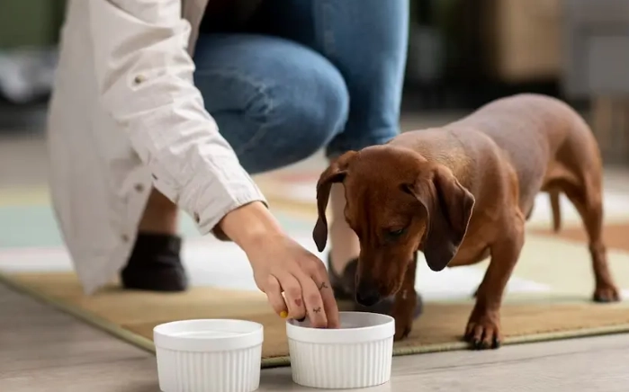 老年狗狗飲食問題
