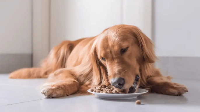 狗狗誤食八角處理