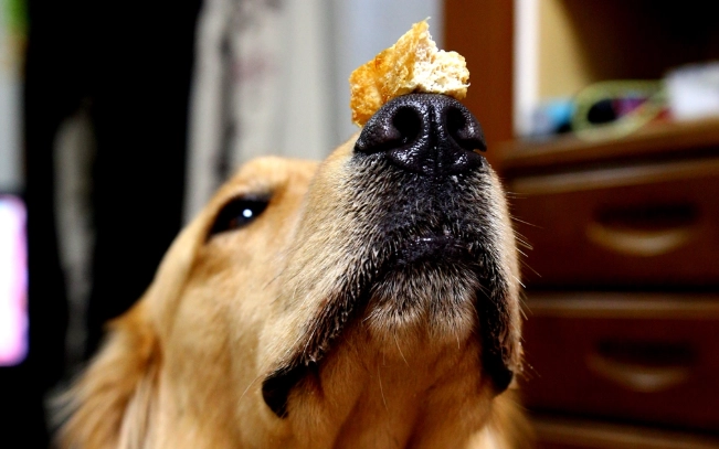 狗狗吃麵包安全