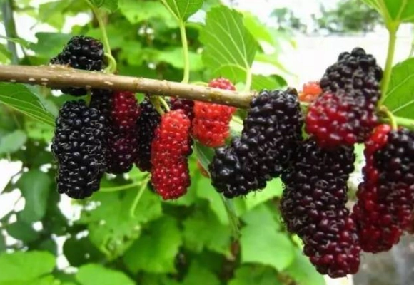 狗吃桑椹安全嗎