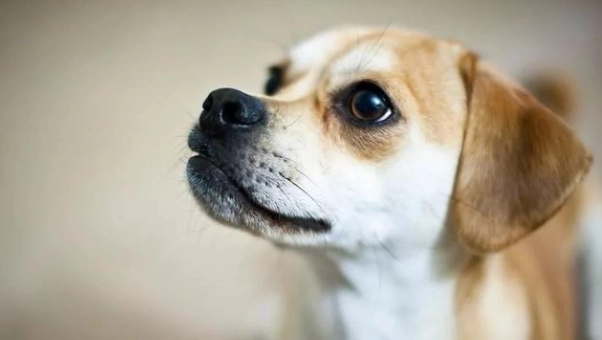 狗狗發抖沒精神原因