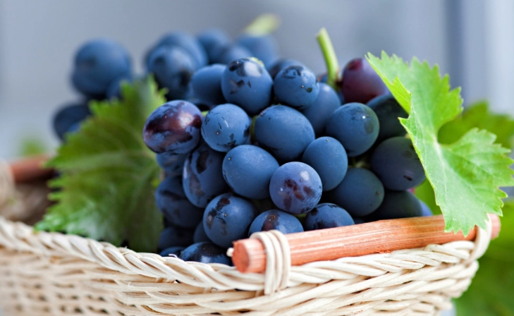 葡萄對狗毒性 葡萄對狗毒性