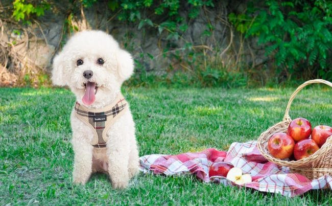 蘋果對幼犬好處