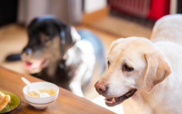 狗吃糯米安全嗎