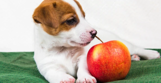 蘋果對狗的好處