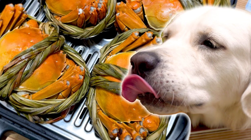 狗食蟹膏安全