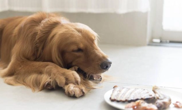 人類食物對狗的危險