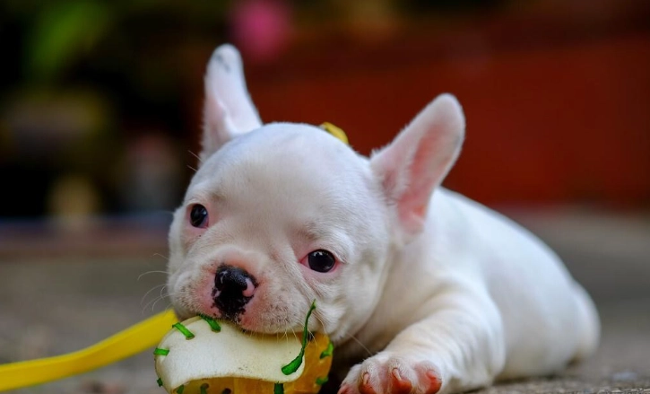 寵物麵粉選擇 寵物麵粉選擇