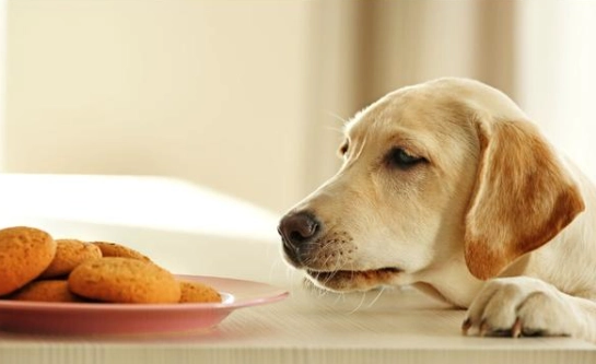 狗狗吃金針菇 狗狗吃金針菇