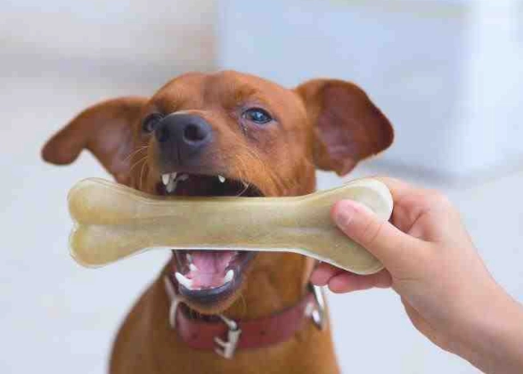 狗狗發抖沒精神治療