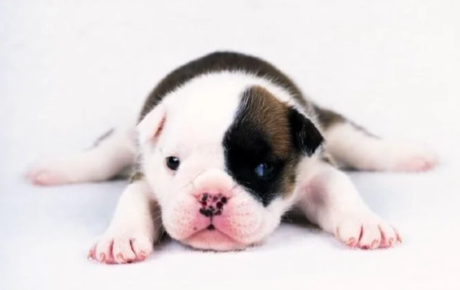 狗狗消化不良症狀 狗狗消化不良症狀