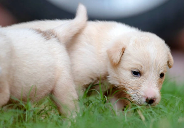 狗狗飲水過多不吃飯