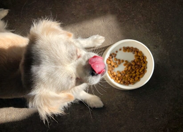 狗狗吃到洋蔥湯症狀