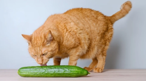 絲瓜對貓的好處