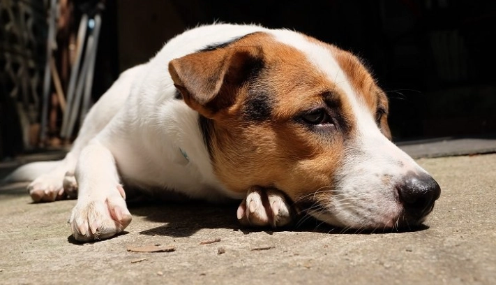 柿子對狗有害嗎
