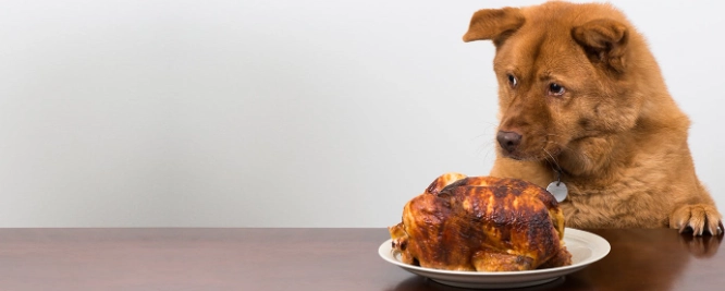 狗狗誤食八角處理