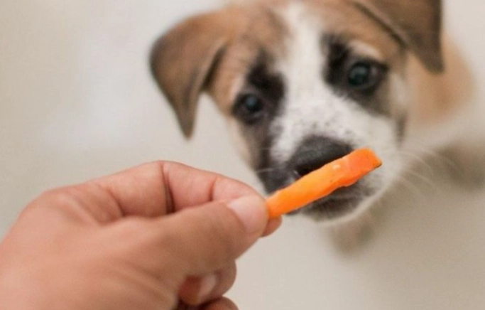 如何餵食紅蘿蔔給狗狗