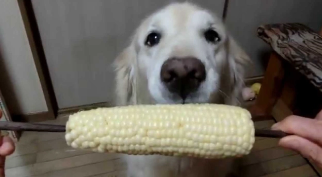 玉米筍對狗狗好處
