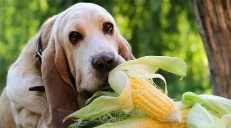 狗狗吃玉米筍安全嗎