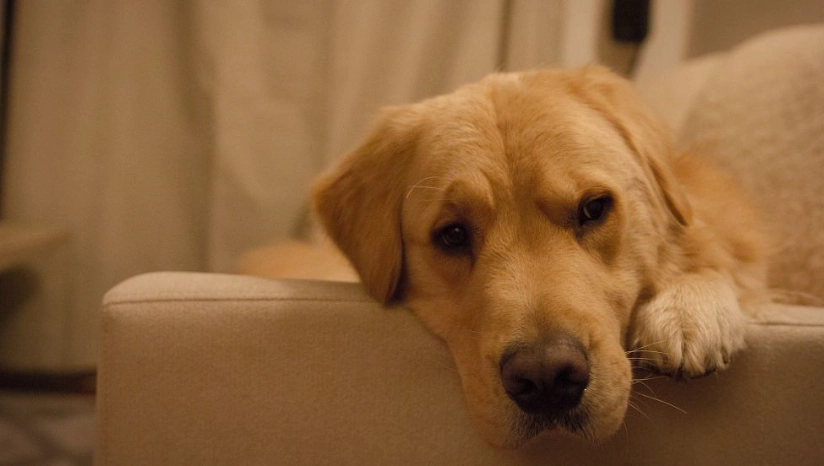 狗吃金針菇安全嗎