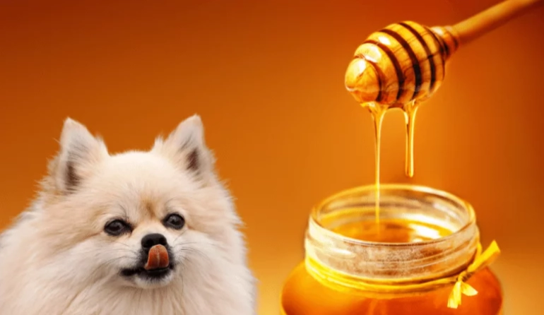 蜂蜜水對狗的好處