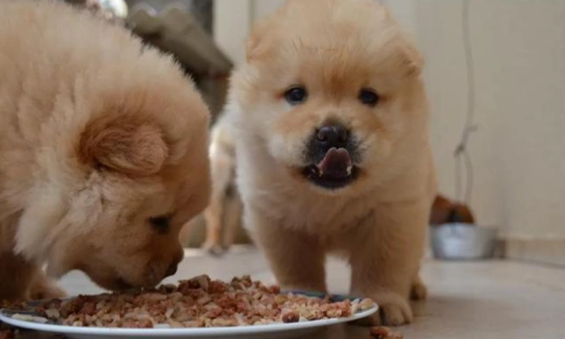 狗麵粉推薦 狗麵粉推薦