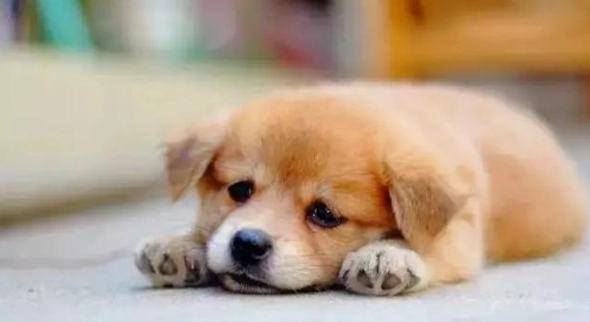 金桔對狗的影響