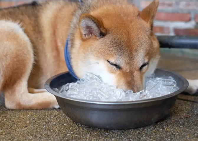 狗狗吃冰安全