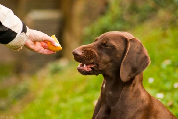 狗吃楊桃安全嗎