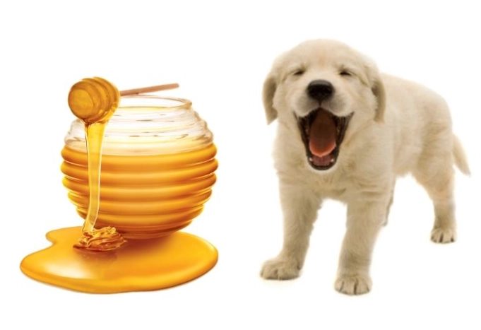 狗喝蜂蜜水