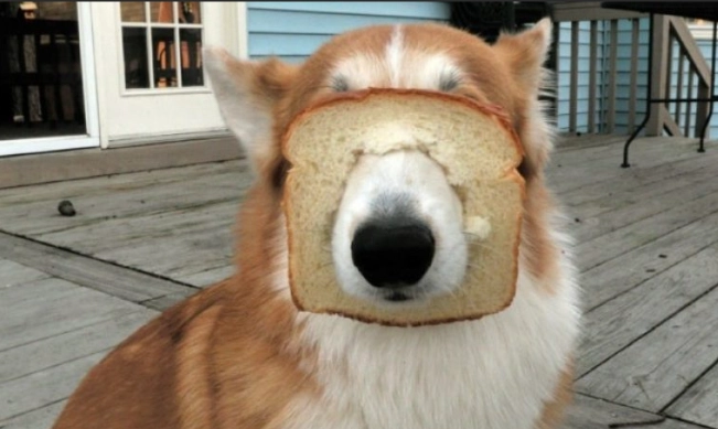 狗狗可以吃麵包嗎