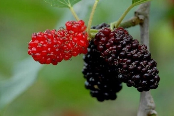 狗吃桑椹安全嗎