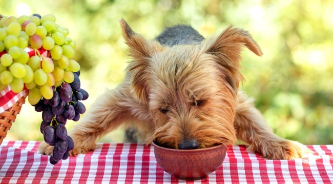 狗吃葡萄症狀