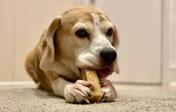 蛤蜊對狗狗的好處