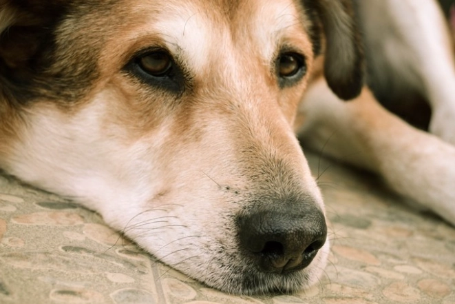 杏仁果對狗的影響