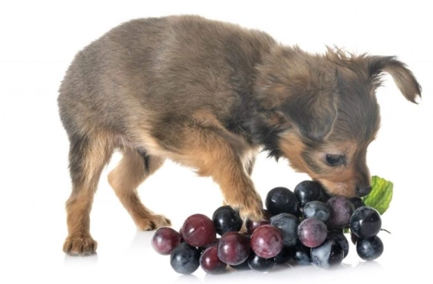 狗中毒急救 狗中毒急救