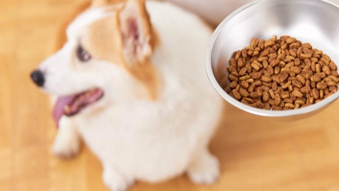 庫欣氏症狗狗能活多久 庫欣氏症狗狗能活多久