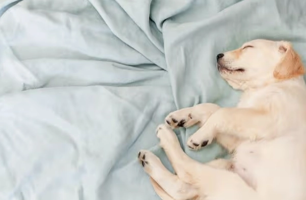 狗狗补钙食品 狗狗补钙食品